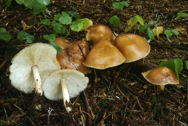 Gymnopus dryophilus